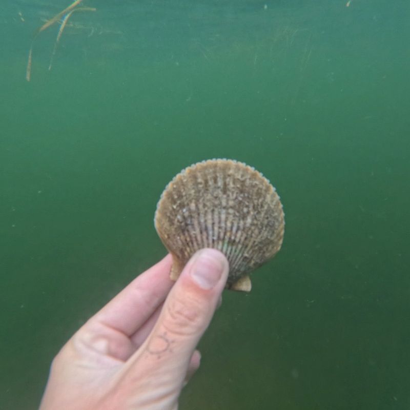 Go scalloping season-style (Florida's Nature Coast)