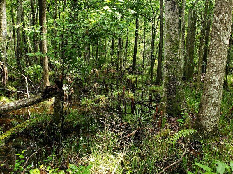 The Cypress Forests That Couldn't Last