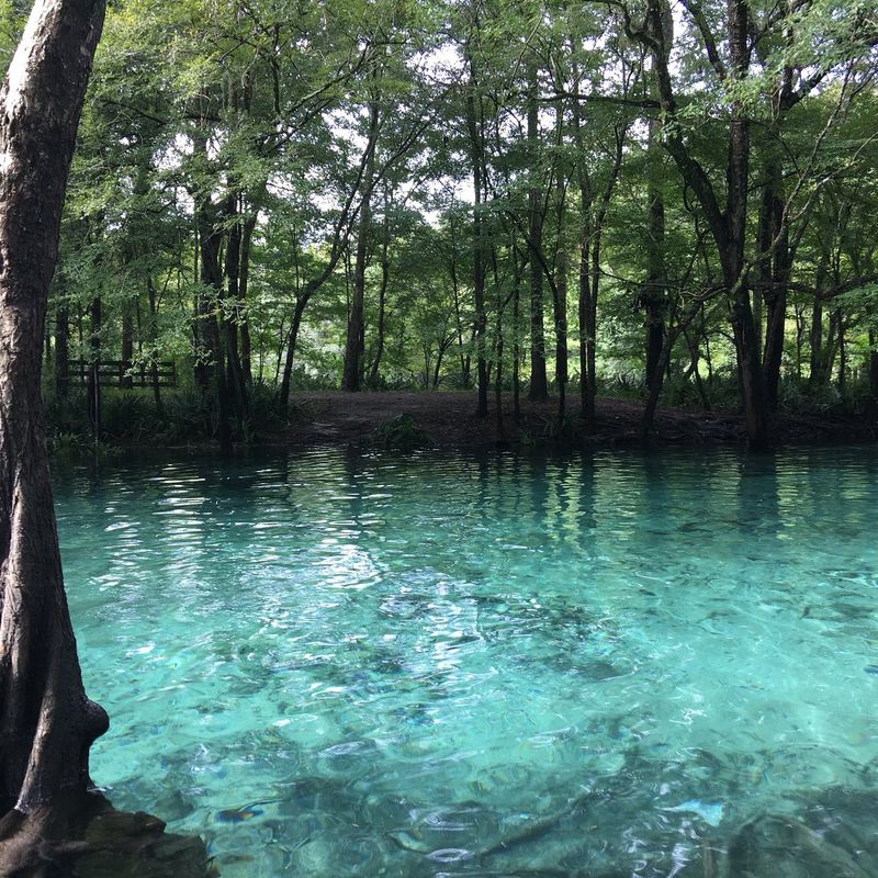 14 Enchanting Florida Springs That Feel Straight Out of a Dream