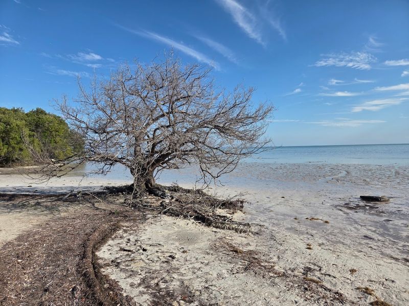 Hammock Spots and Picnic Areas Under Shady Trees