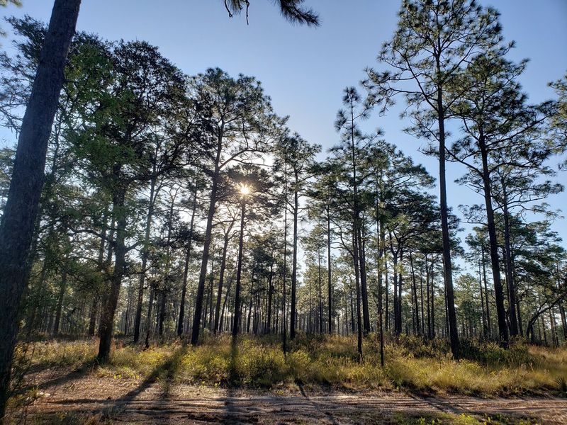 Ocala & The Ocala National Forest