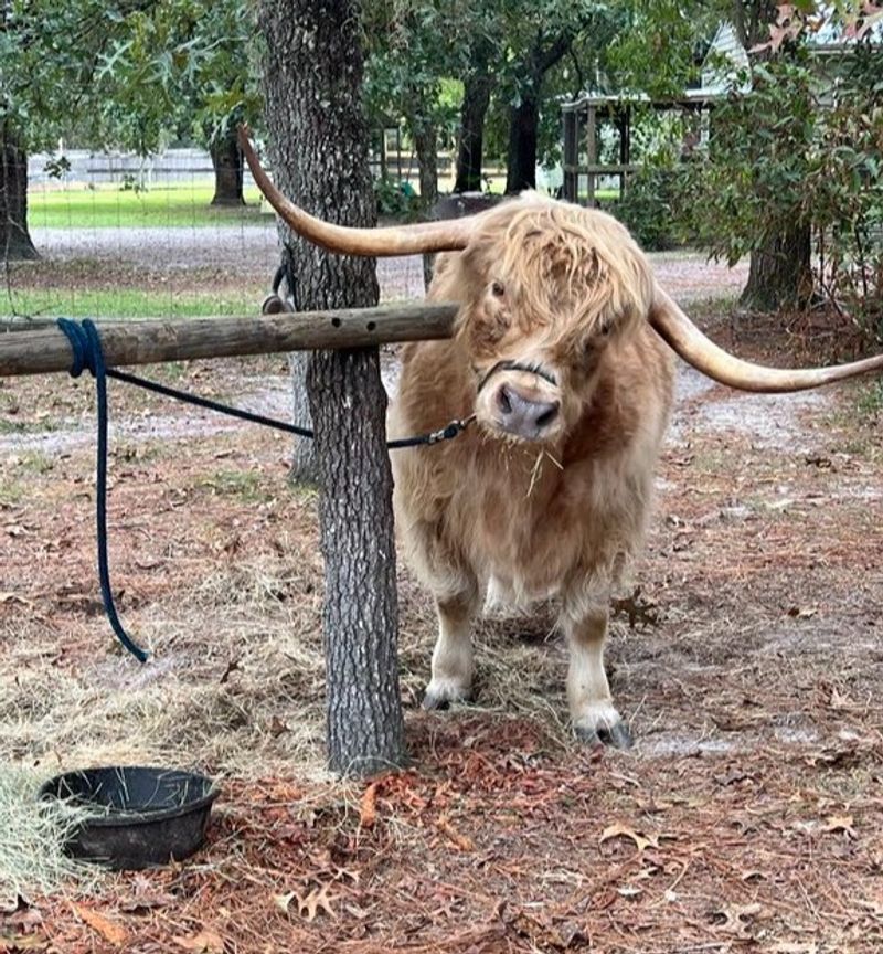 Two Old Goats Farm & Playtime (Hollister)