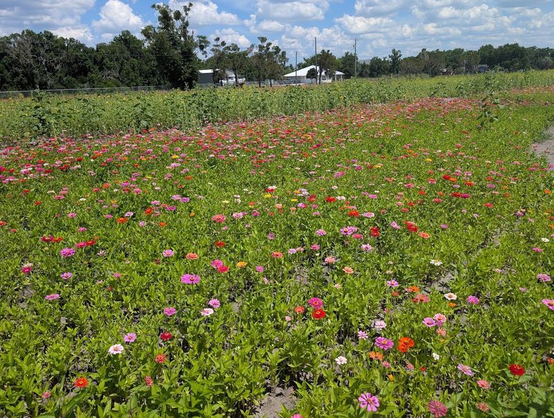 Fancy Farms (Lakeland)