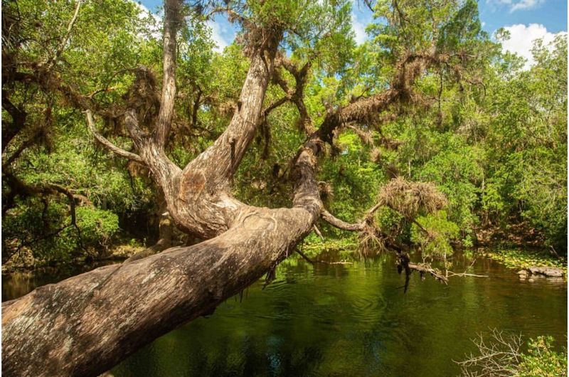 Hillsborough River State Park