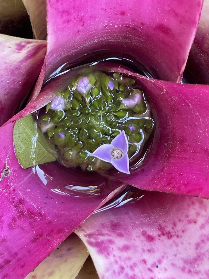 Rare Bromeliads in Every Corner