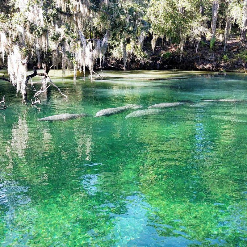 Swim At Blue Spring State Park (Orange City)
