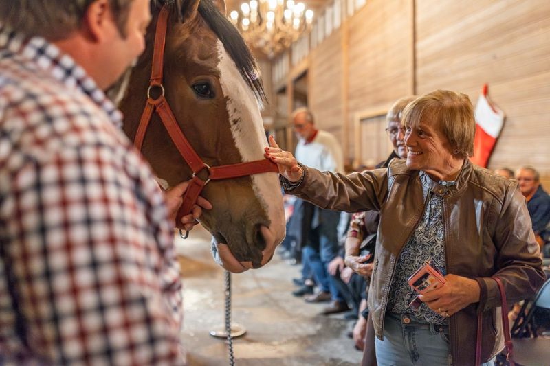Meeting the Stars: Individual Horse Personalities