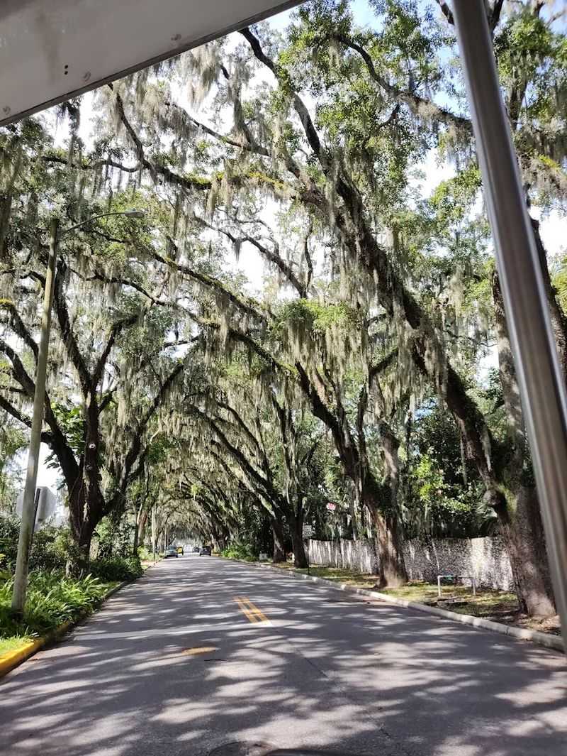 The Legendary Oak Canopy That Started It All