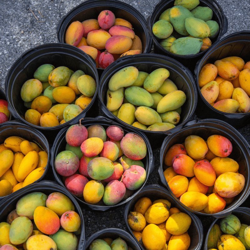 Taste Your Way Through Hundreds of Varieties