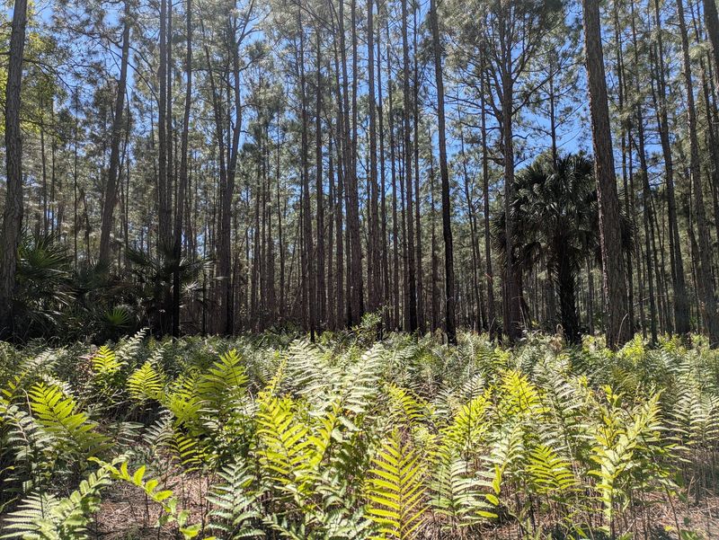 Moss Park (Orlando)