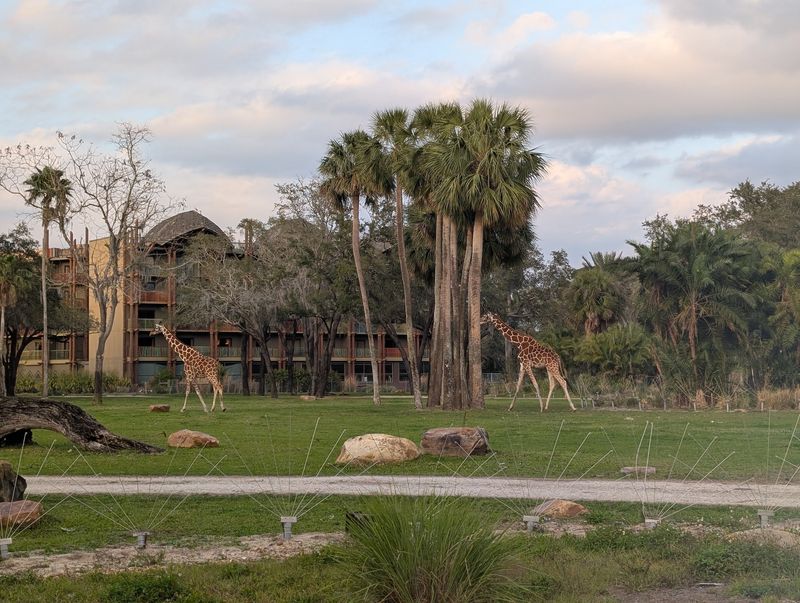 Sanaa (Lake Buena Vista)