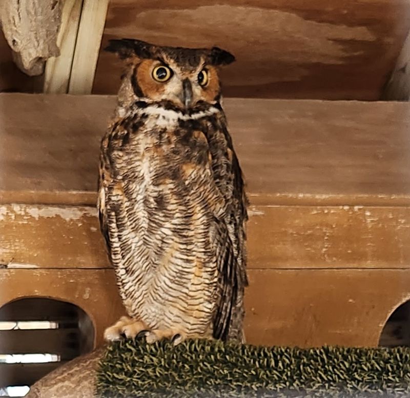 Discover the On-Site Avian Hospital