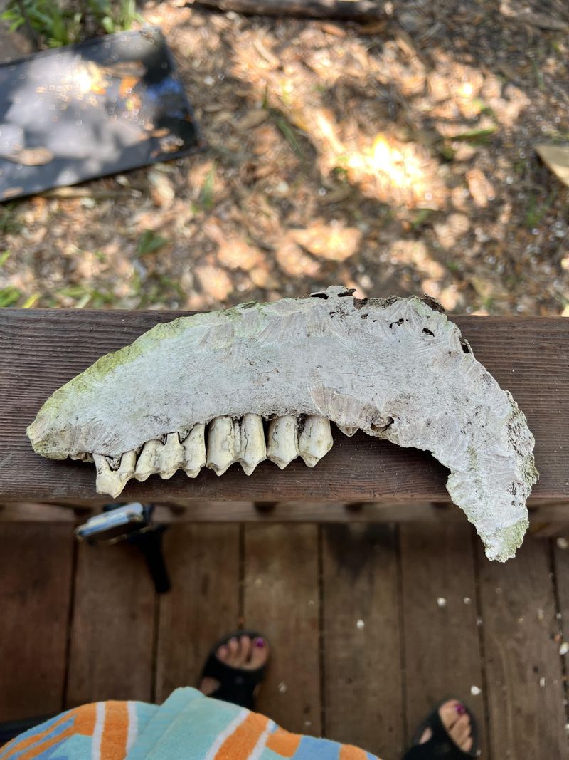 Rules and Regulations for Collecting Fossils