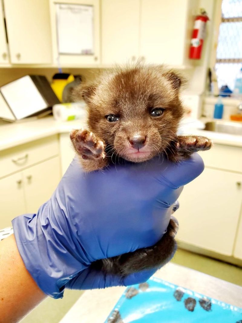 Medical Care That Rivals a Full Wildlife Hospital