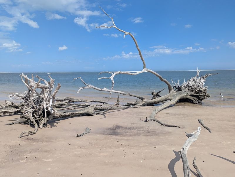 The Otherworldly Boneyard Beach Connection