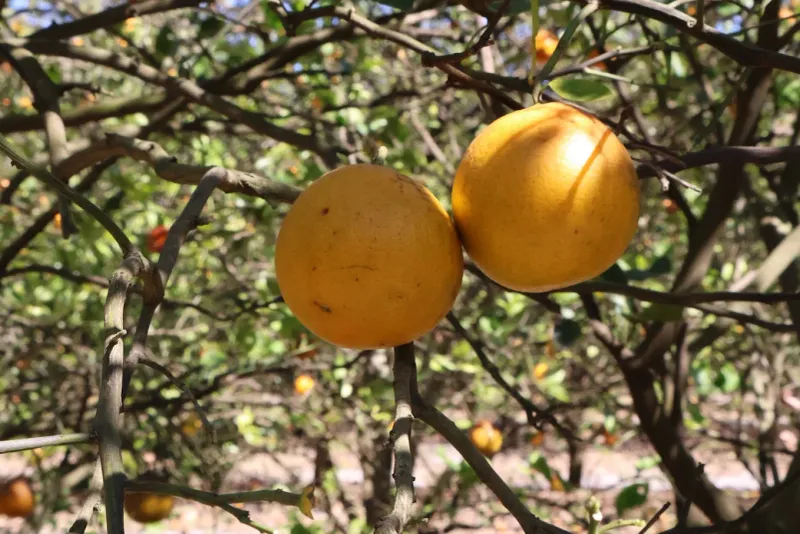 Honeybell Oranges That Live Up to the Hype