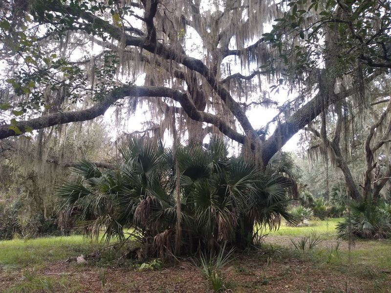 Old Florida Ecosystems Mostly Undisturbed