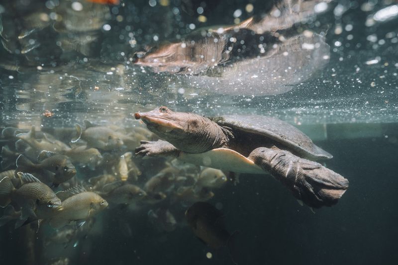 Virgil the Turtle — The Unofficial Mascot