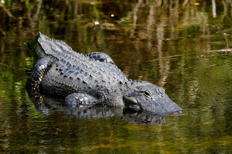 The 15-Mile Paved Loop That Brings You Face-to-Face with Gators