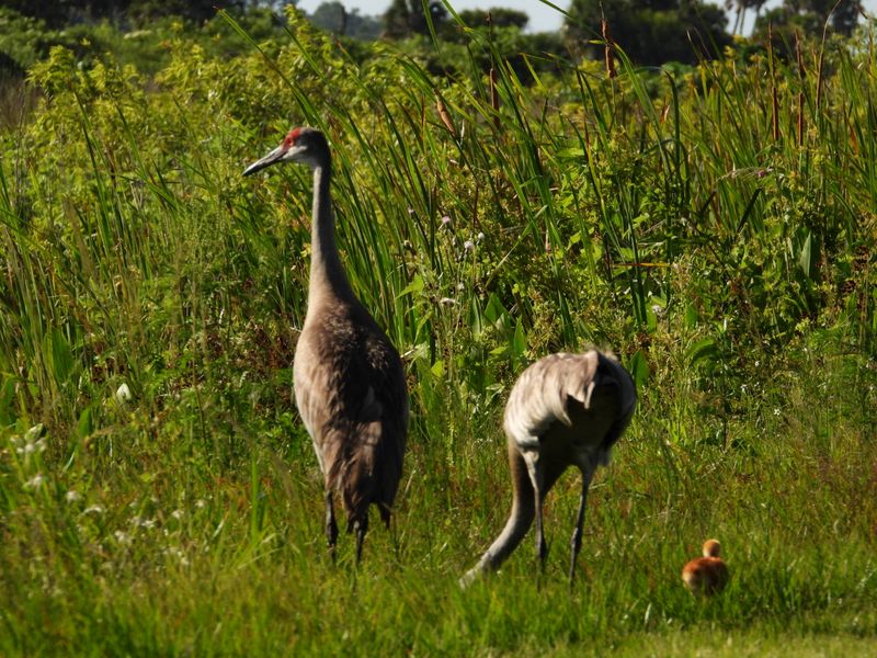 Lake Woodruff National Wildlife Refuge (De Leon Springs)