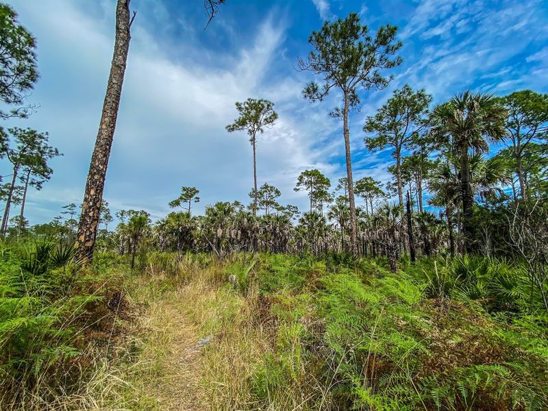 Florida Panther National Wildlife Refuge (Immokalee)