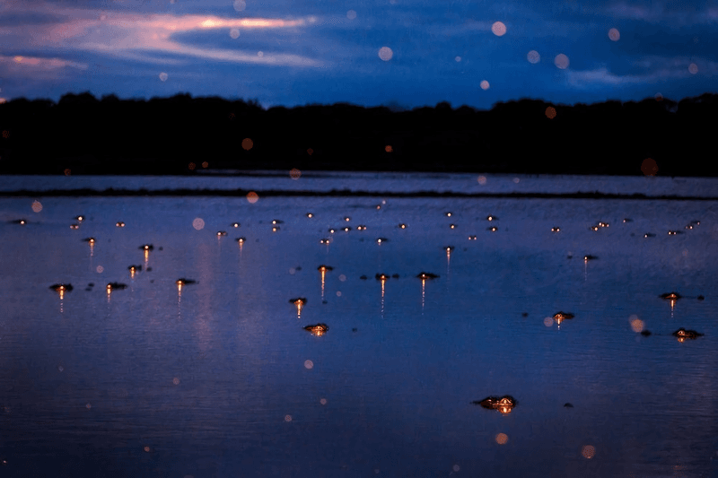 Alligator Eye Shine Tours Reveal Nighttime Predators