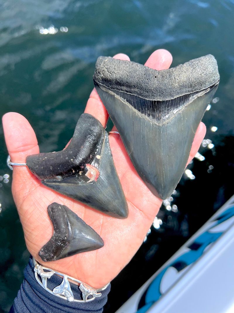 Types of Shark Teeth You'll Discover