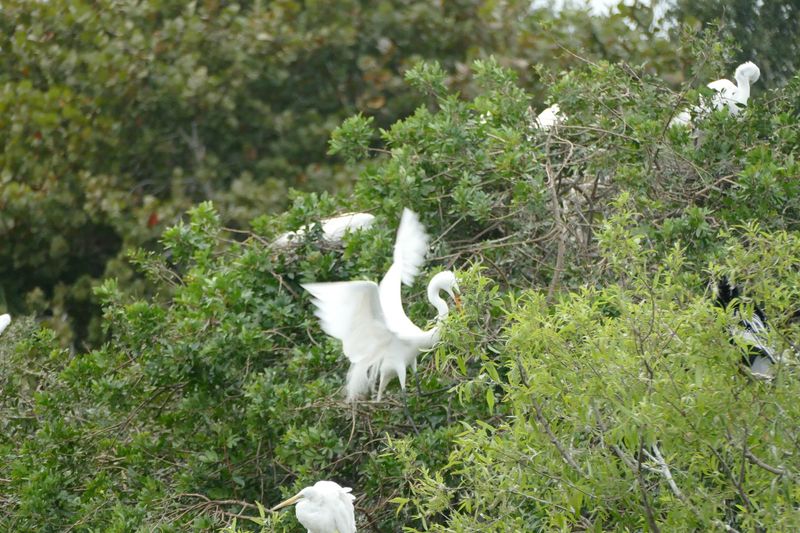 Venice Area Audubon Rookery: Where Nature Meets History