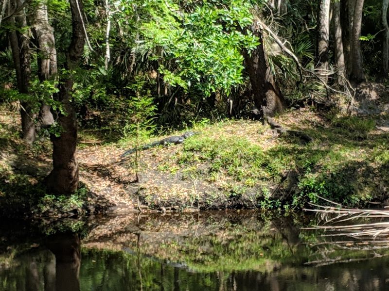 Paddling Among Gators Without the Panic