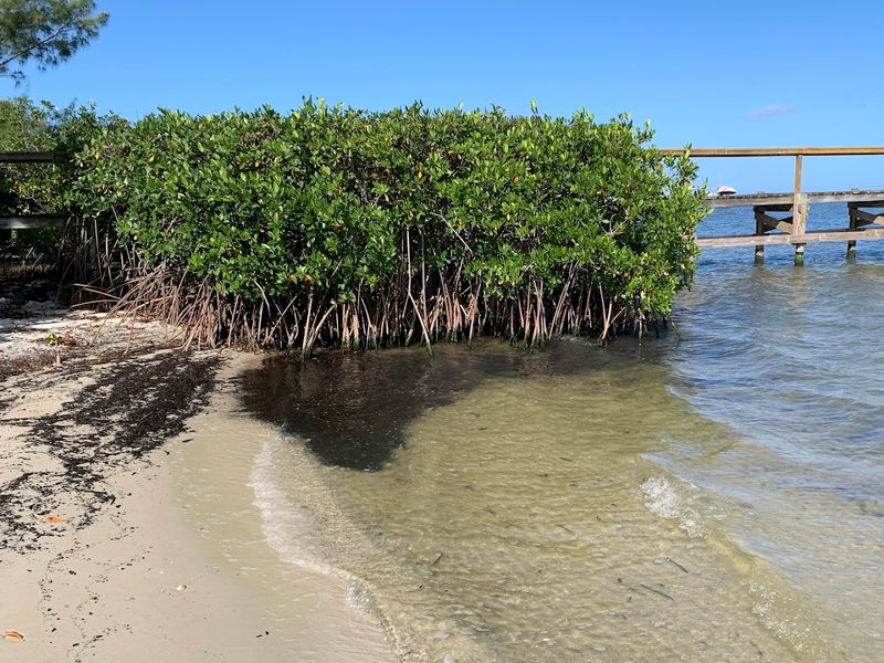 Indian River Lagoon (East Coast)