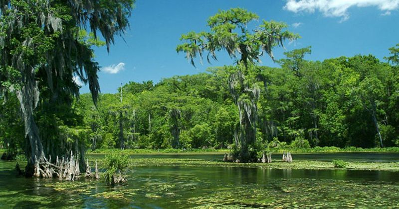 Big Bend Scenic Byway (Apalachicola to Tallahassee)