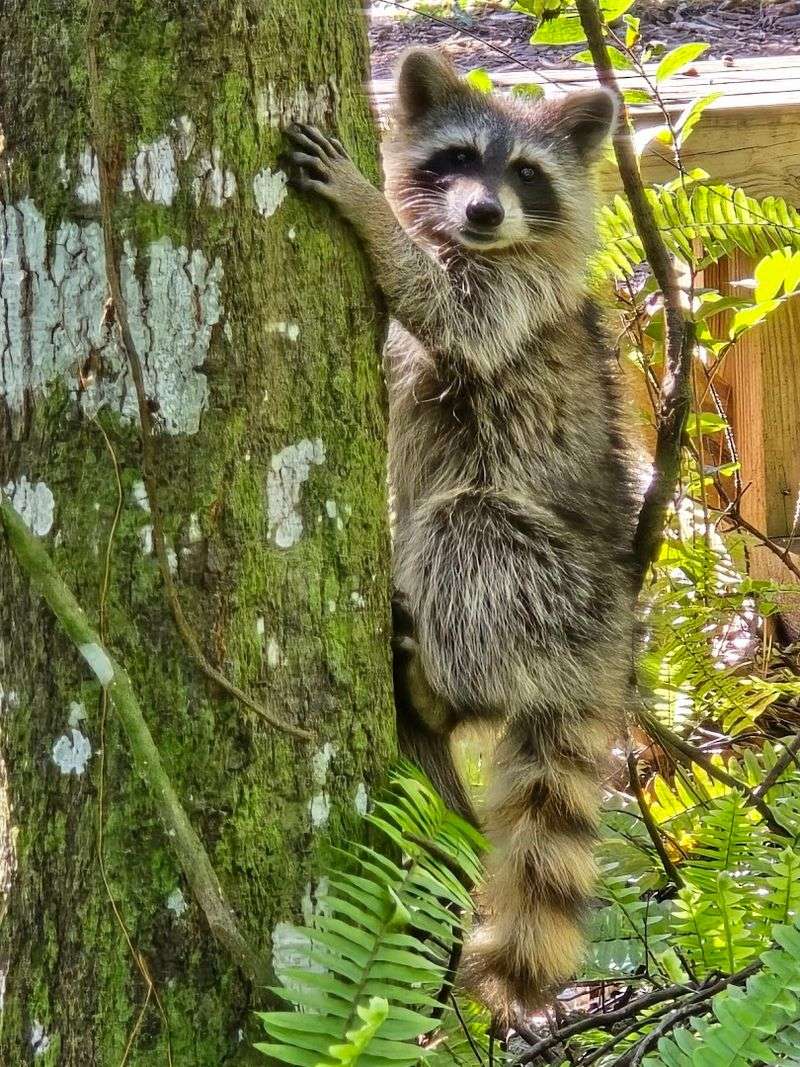 Fearless Raccoons Living Their Best Life