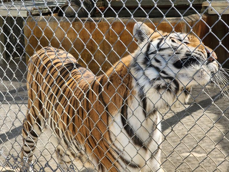 Octagon Wildlife Sanctuary (Punta Gorda)