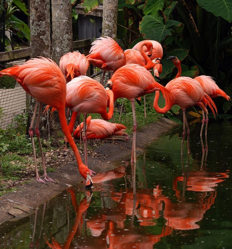 Flamingo Gardens - Davie, FL