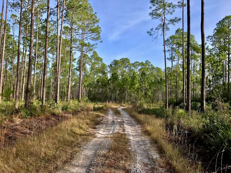 Towering Longleaf Pine Ecosystems Create An Unexpected Florida Landscape