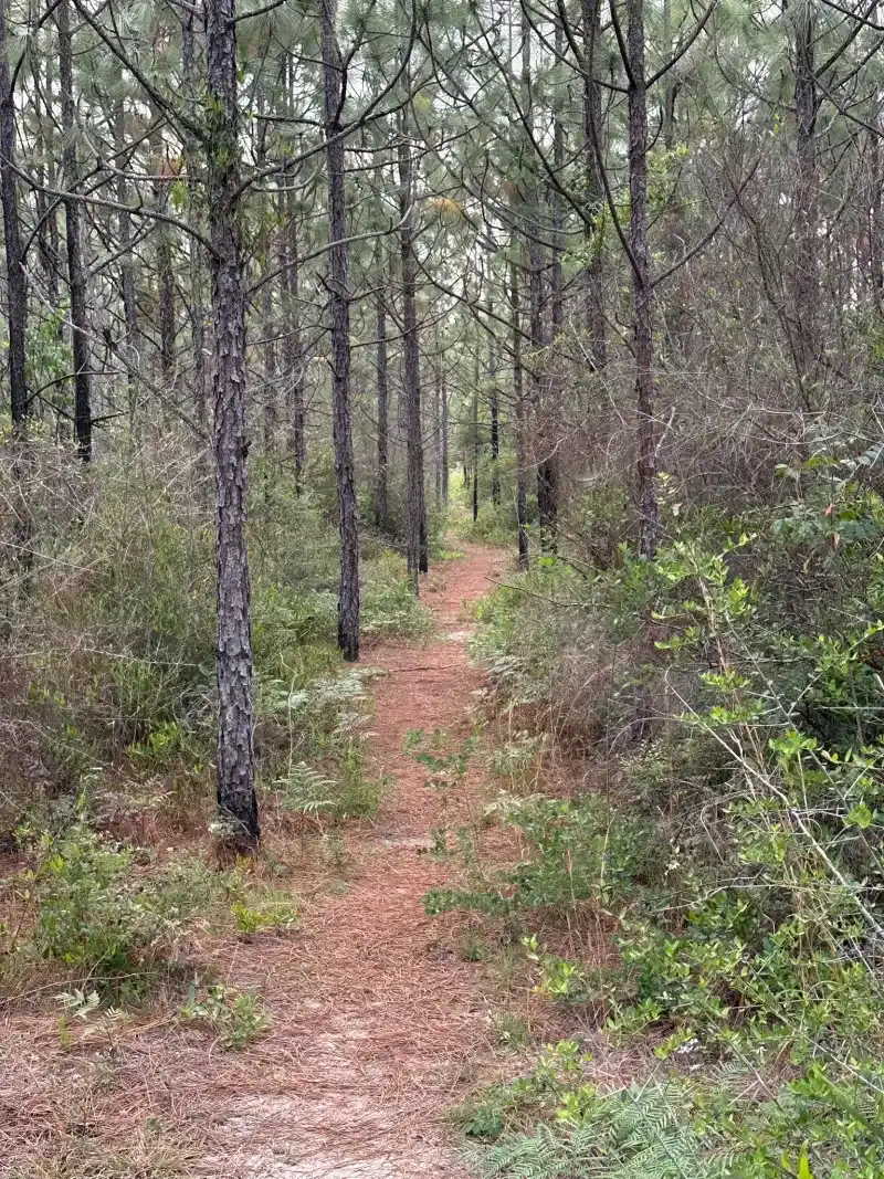 Peaceful Solitude Just Miles From Busy Highway 90
