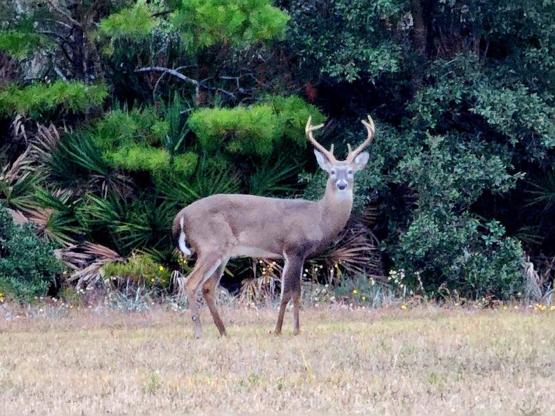 Wildlife That Reminds You Florida Is Still Wild