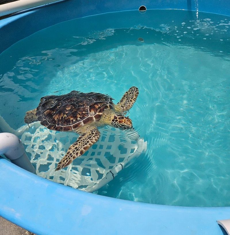 Sea Turtle Nesting Season Means Beaches Need Extra Care
