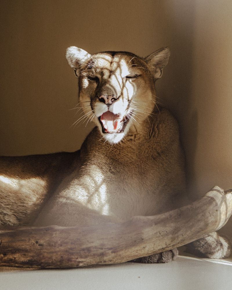 California Cougars Bringing West Coast Beauty to Florida