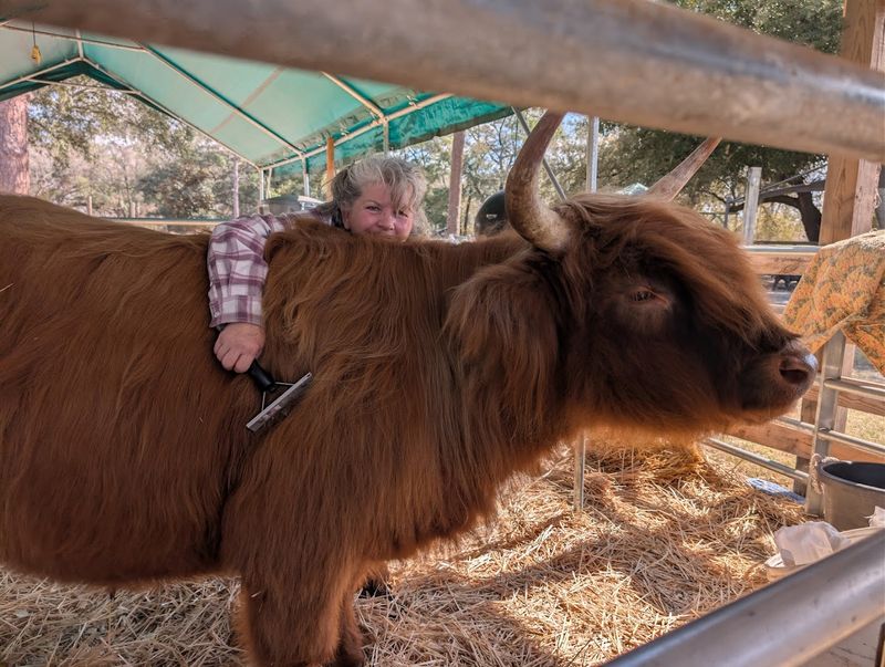 Meet Jett and the Highland Cow Crew