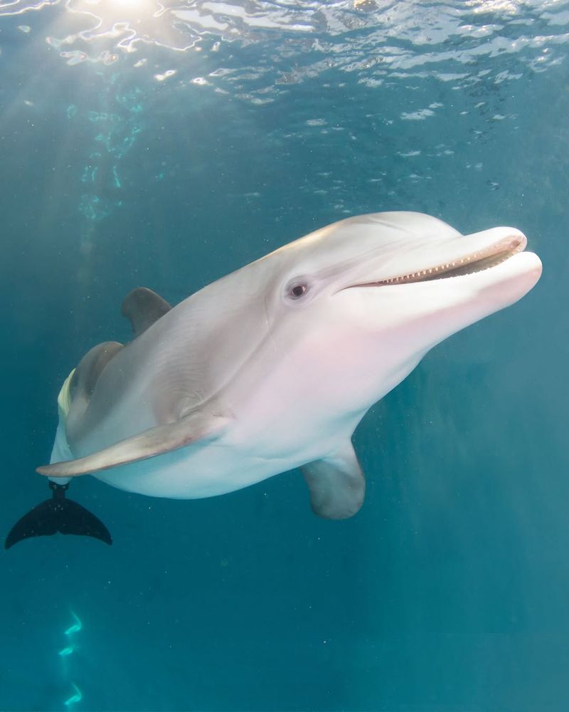 Winter's Legacy and Memorial