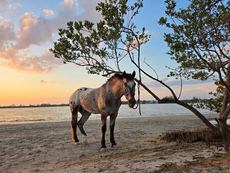 Florida Beach Horses (Bradenton)