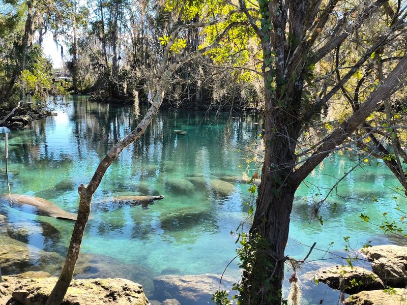 Three Sisters Springs: Your Backyard Wildlife Refuge