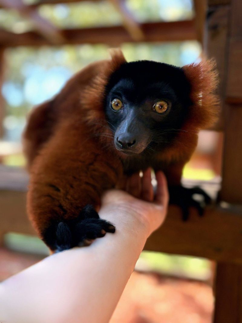 This Little-Known Florida Sanctuary Offers an Unforgettable Lemur Encounter