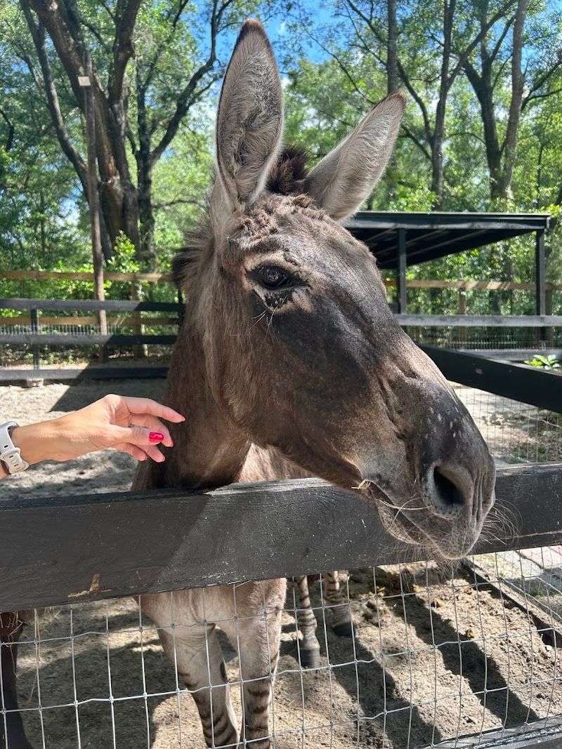 A Working Farm That Welcomes Families