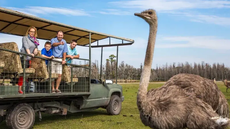 The Drive-Through Safari Experience