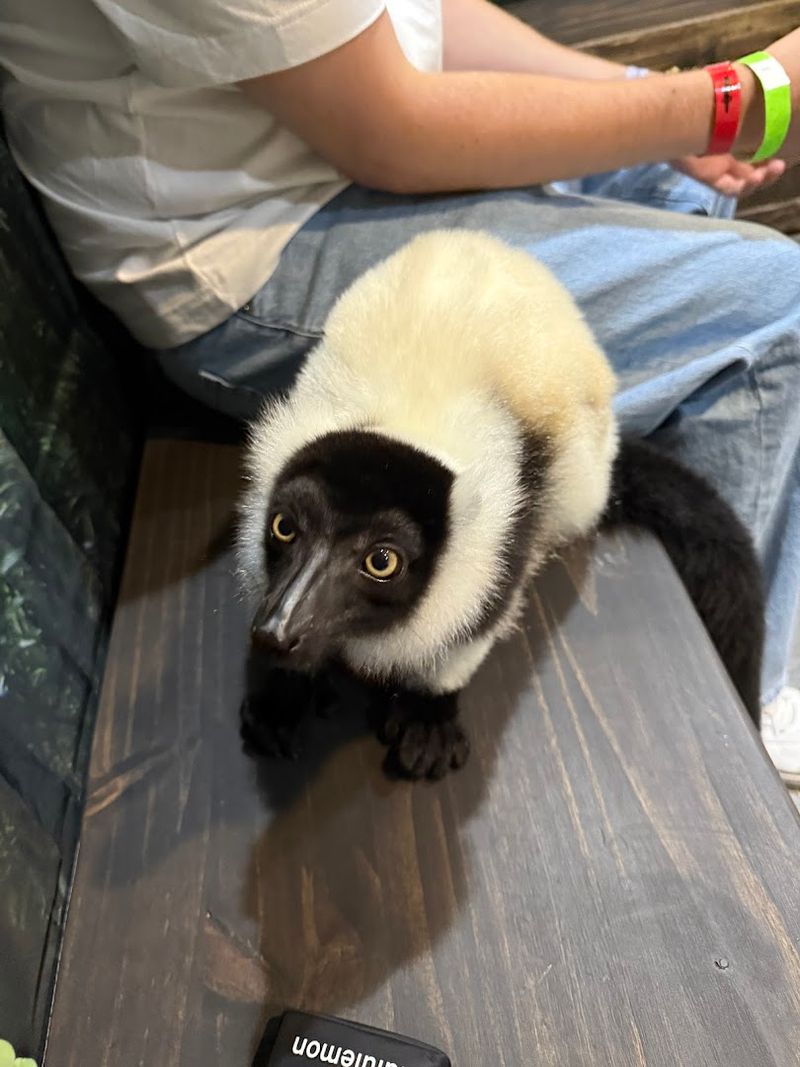 Lemur Encounters: Ring-Tailed Acrobats Up Close