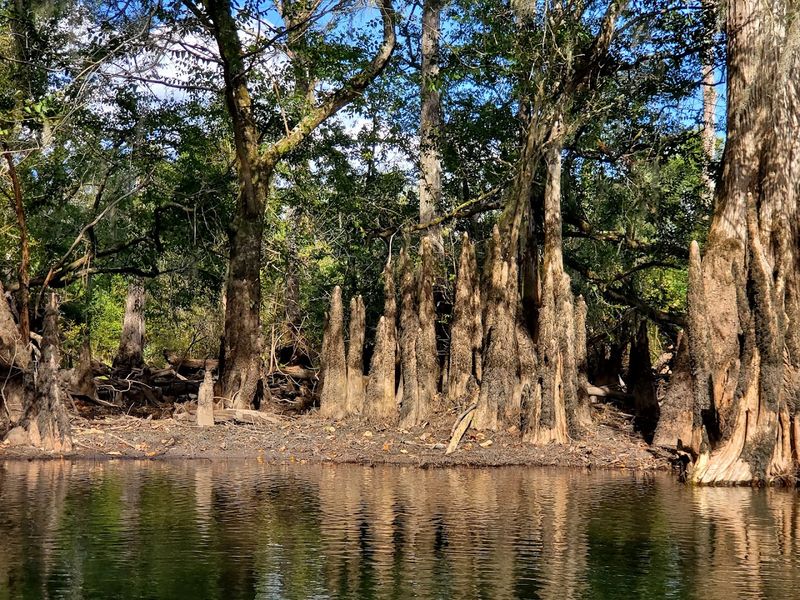 Florida Caverns State Park Bluff Trail (Marianna)