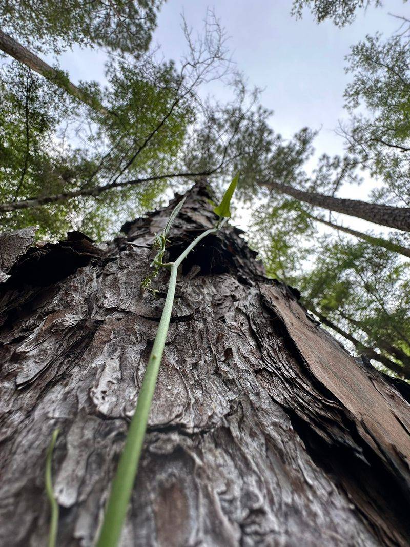 Longleaf Pine Ecosystem Thriving Above the Ravines