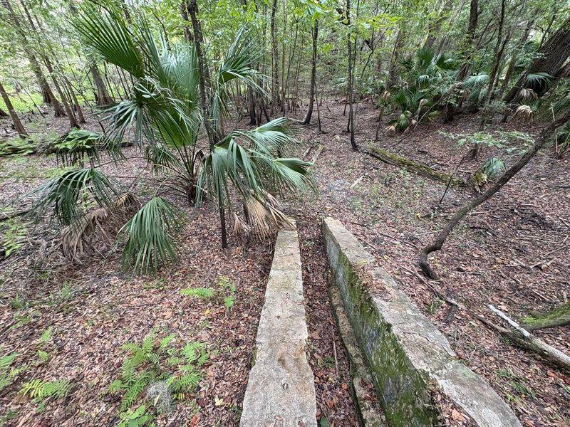 The Rise of a Timber Empire